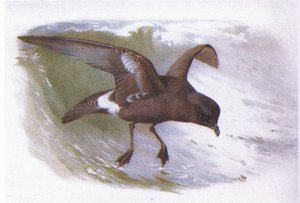 Storm Petrel by Archibald Thorburn